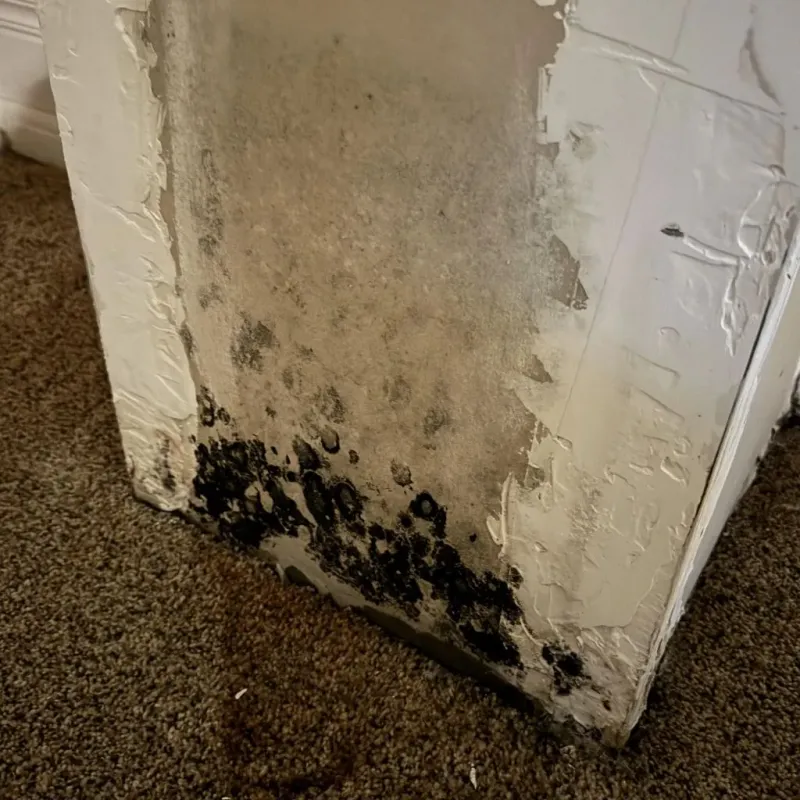 Professional Mold Removal in Butte County, ID